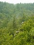Big Run Scenic Overlook